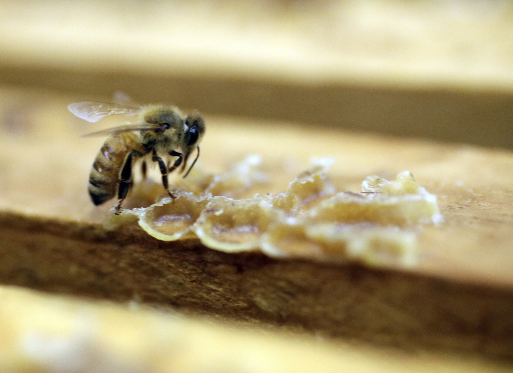 Pesticides Toxicity